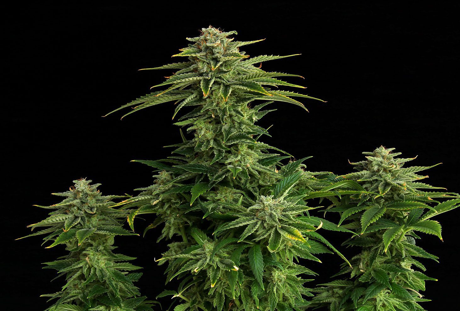 ZKIT KANDY DREAM - Kannabia - WWW.SEEDS-BANK.CZ JIHLAVA